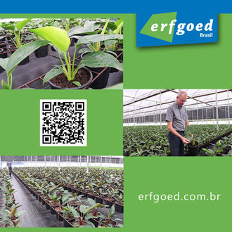 Técnica de Irrigação Economiza Água e Fertilizantes